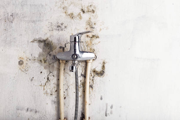 Best Professional Mold Removal  in Jenkintown, PA